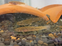 マドジョウを４匹飼っているのですが 今日捕まえてきたドジョウ Yahoo 知恵袋