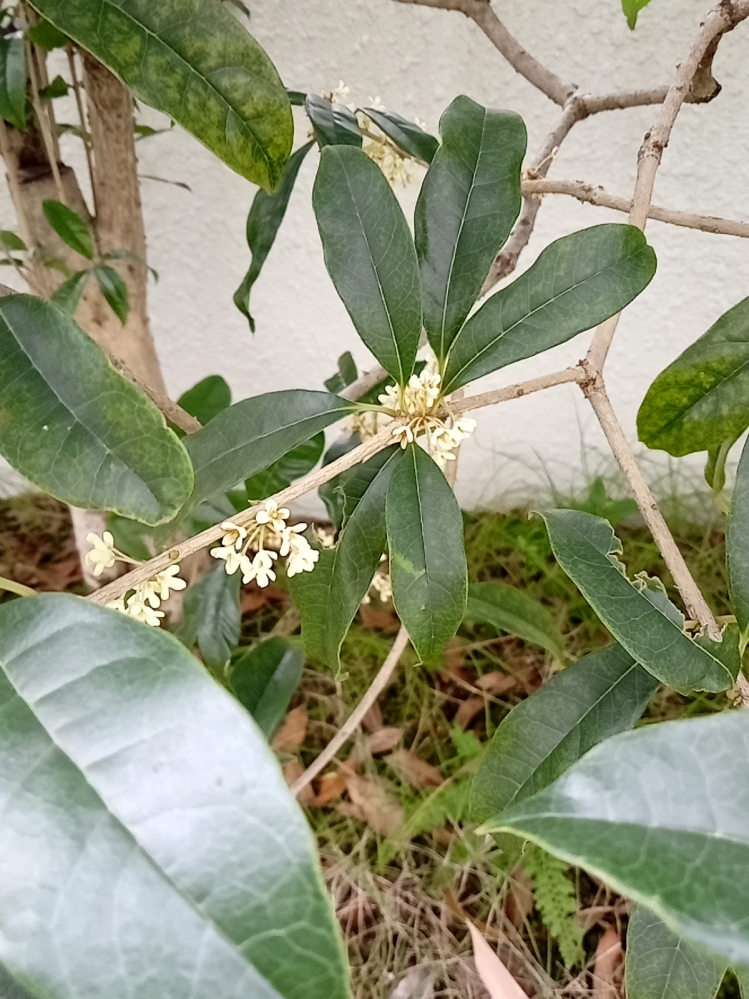 理科の花のつくりと働きで双子葉類単子葉類合弁花離弁花でテストとかに出そうな花を Yahoo 知恵袋