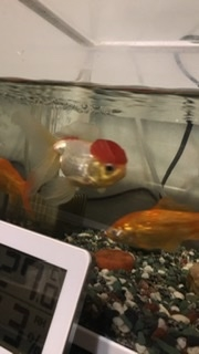 飼っている金魚 丹頂 がここ数日尾びれを上にして留まったり Yahoo 知恵袋