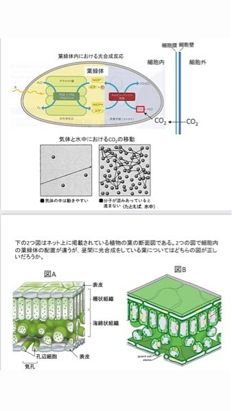 大至急お願いします 大学の授業でわからないところがあります 生物の問 Yahoo 知恵袋