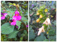 ツルウメモドキの実ができないのはなぜでしょう 1年前 近所の崖で見事なツ Yahoo 知恵袋