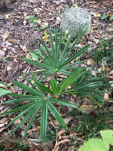 1番大切だという意味の花言葉の花何かありますか ミセバヤ 大切なあなた Yahoo 知恵袋