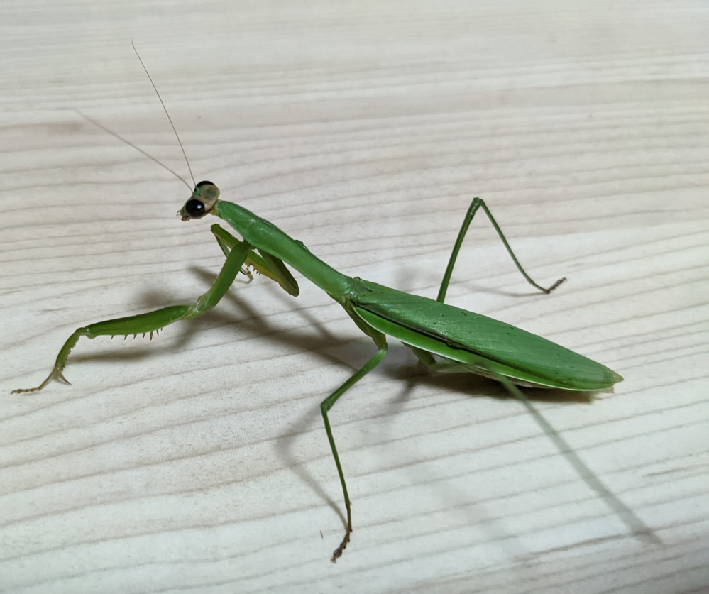 虫の名前を教えてください 今日 葉っぱの上で交尾中のてんとう Yahoo 知恵袋