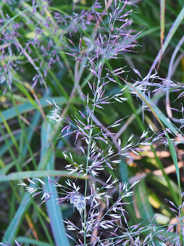 理科の花のつくりと働きで双子葉類単子葉類合弁花離弁花でテストとかに出そうな花を Yahoo 知恵袋
