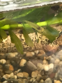 このエビは何ですか 近畿地方の住宅地の中にある川で採りました Yahoo 知恵袋