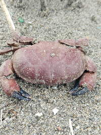 富山県の海岸で見つけたこのカニの名前を教えてくださいよろしく御願いしま Yahoo 知恵袋