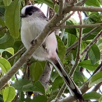 この鳥は何という鳥でしょうか 公園で水笛のような声高い声で鳴 Yahoo 知恵袋