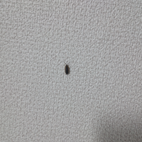 虫が苦手な方は閲覧注意ですこれは何の虫ですか 家の中に突如として現れま Yahoo 知恵袋