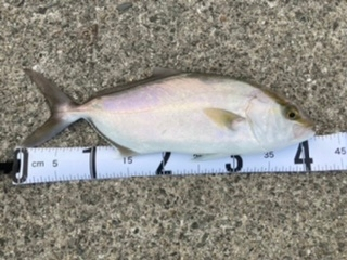 これはなんて魚ですか カンパチです Yahoo 知恵袋