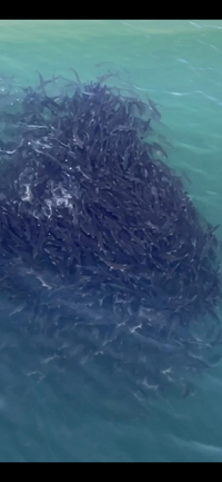 蓮鉢で飼育していたメダカが大量死しました 水中を見てみると海老 のような生 Yahoo 知恵袋