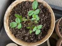 ワイルドストロベリーの調子が悪いみたいで困っています 鉢で育てていて Yahoo 知恵袋