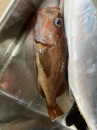 このお魚の名前を教えてください 新潟の海で釣った魚です 地元の方に聞い Yahoo 知恵袋