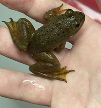 至急 これは何カエルですか 玄関にいました 質問者さんは ひょっと Yahoo 知恵袋