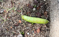 子供と公園に行ったのですが こんな芋虫 青虫 がいました 毒 Yahoo 知恵袋