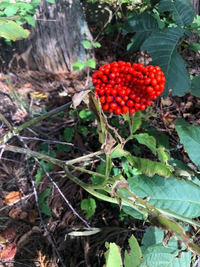 川辺の遊歩道を散策中に見つけた植物ですが こちらは何というのでしょうか Yahoo 知恵袋