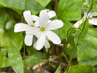 このお花、なんでしょうか？
三重県の多度山でとりました。 