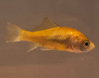 金魚の追いかけまわし いじめ 和金2匹 大 小 流金を1匹飼っていま Yahoo 知恵袋