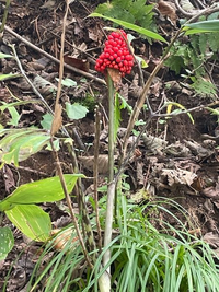 庭に生えてきたマムシ草の毒性について教えてください 家の庭に変な形の草 Yahoo 知恵袋