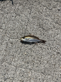 イサキの幼魚って美味ですか どんなふうに料理すると美味ですか Yahoo 知恵袋