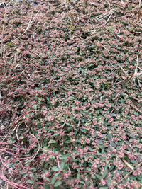 ヒポエステスを買ったのですが 間延びして背丈はcmほどなのに葉は小さ Yahoo 知恵袋