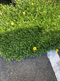 ヒナゲシは雑草ですか ナガミヒナゲシではなく ヒナゲシです ナガミヒナゲシみ Yahoo 知恵袋