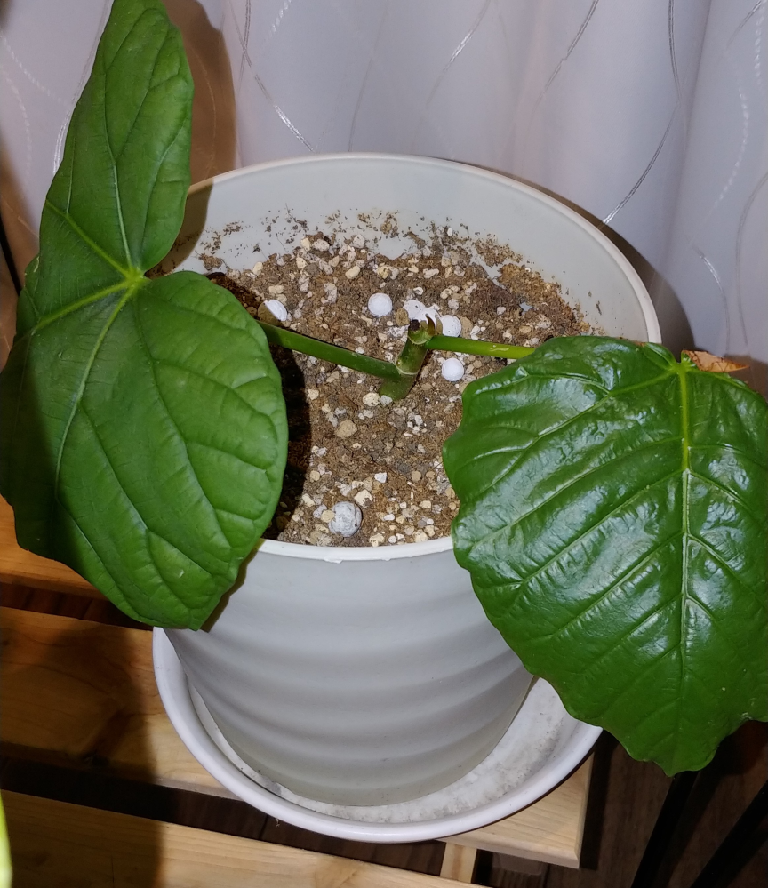 ウンベラータを挿し木にして、始め赤玉土に植えて発根したので、観葉