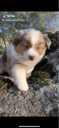 この子は何犬ですか オーストラリアンシェパードですかね Yahoo 知恵袋