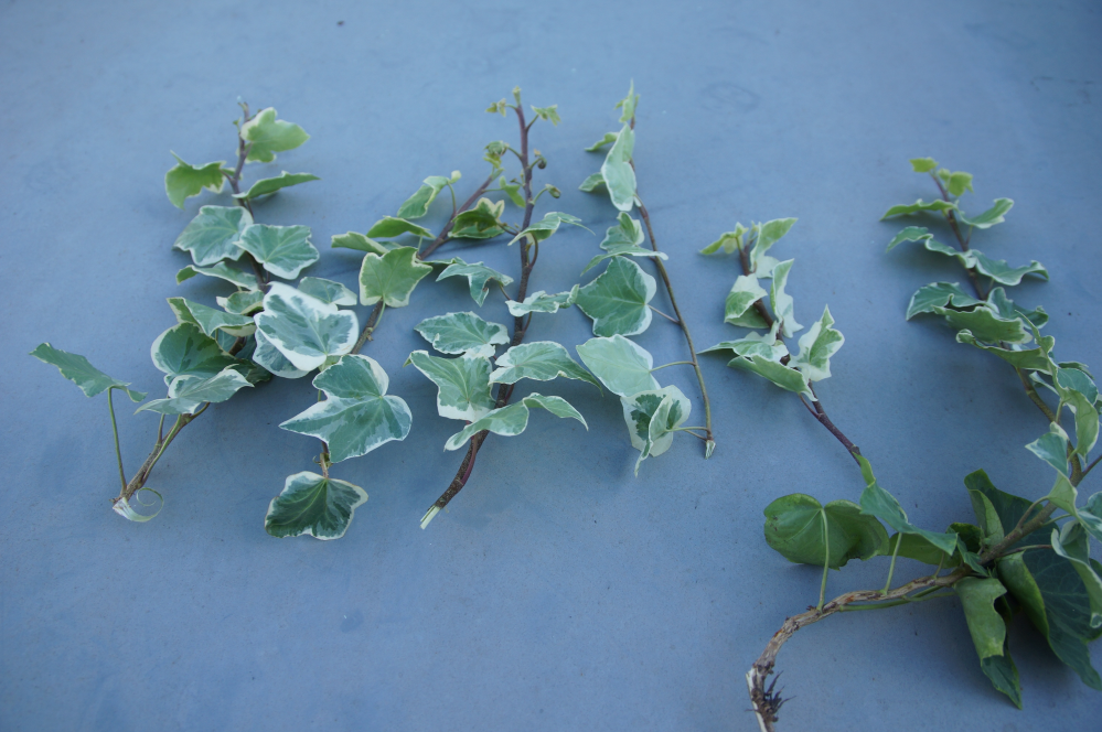 蔦　古い変わり木　照葉 この植物がツタのように大きな木に巻きついていました。木は本来の木肌
