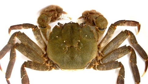 パターはピンタイプのものとカニみたいな平たいもの 例えばツーボール と Yahoo 知恵袋