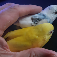 セキセイインコ一ヶ月前にも質問致しましたが少し成長しそう生後 Yahoo 知恵袋