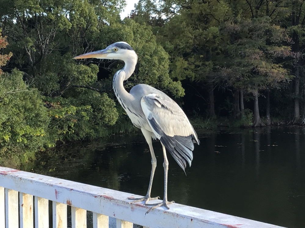 この鳥は何ですか アオサギではないでしょうか Yahoo 知恵袋