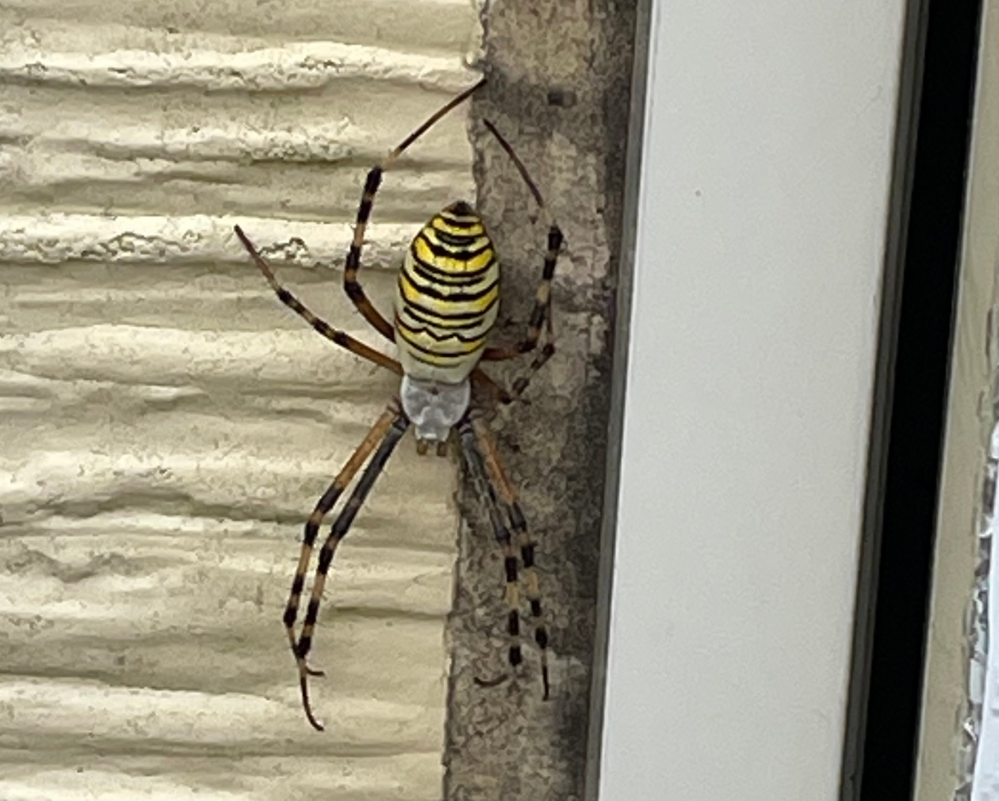 これは何の虫ですか 先日 中国 大連で父が撮ってきた写真なん Yahoo 知恵袋