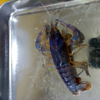 アメリカザリガニが脱皮したら紫色になりました なぜですか Yahoo 知恵袋