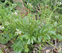 今年３月２０日に 北九州市で撮った白い菜の花です 正式な名前 Yahoo 知恵袋