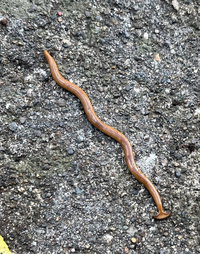 ナメクジ系苦手な方いたらすみません これはナメクジですか ヒルに Yahoo 知恵袋