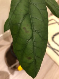 アボカドを育てています 今朝 葉っぱの一部に黒い部分があることに気付き Yahoo 知恵袋