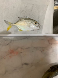 これはなんの魚ですか ヒイラギでもなさそうですしキビレでもなさそうなの Yahoo 知恵袋