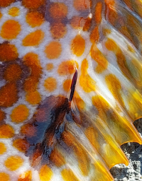 キジハタの寄生虫 キジハタを釣っているとたまに黒い何かが刺さ Yahoo 知恵袋