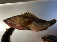 これはベラですか この魚は食べられますか 釣った場所は九州地方です Yahoo 知恵袋