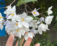 この花はなんていう花ですか 木なんですけど 枝は細くツルのよ Yahoo 知恵袋