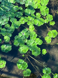 この水草の名前を知りたいです 福岡県の糸島の用水路に生えてい Yahoo 知恵袋