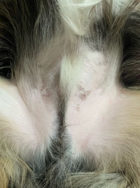 犬の皮膚について 最近 犬のお腹に黒いシミ みたいなものが出来 教えて しごとの先生 Yahoo しごとカタログ