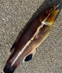 この魚なんですか コブダイの子供 これの40 50cmくらいの釣 Yahoo 知恵袋