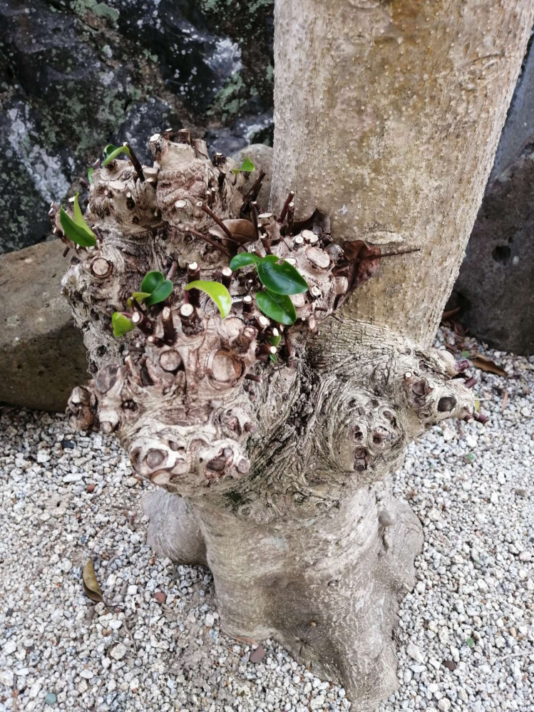 写真のように、木の根元にコブのように膨らんだところから毎年夏