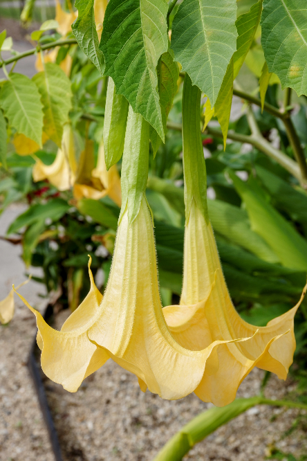 この花の名前を教えて下さい 宜しくお願いします 撮影場所京都 Yahoo 知恵袋