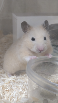 キンクマハムスターのオスの名前参考お願いします きんちゃんとかキン太と Yahoo 知恵袋