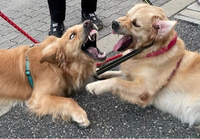 元メジャーリーガーのイチロー選手が飼っていた愛犬の一弓は また生き Yahoo 知恵袋