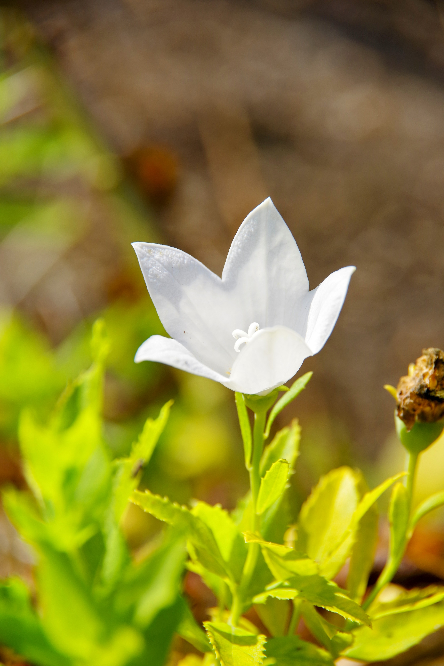 この花の名前を教えて下さい 宜しくお願い致します 撮影場所京都府立植物 Yahoo 知恵袋