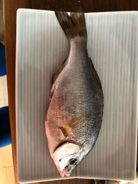 この魚が何かわかる方おられますか 釣れたのは 香川県の与島で 釣 Yahoo 知恵袋