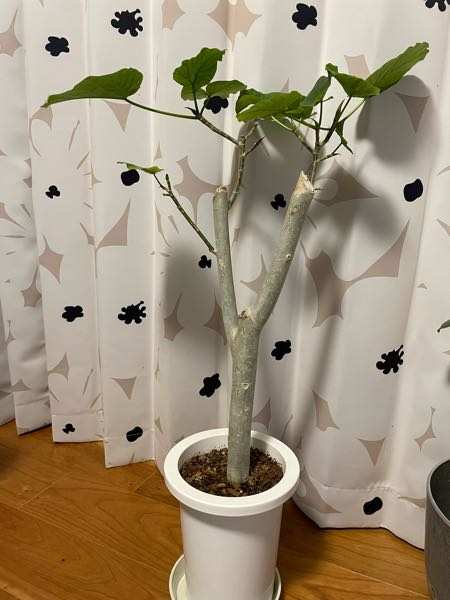 最近購入したウンベラータについて 鉢が小さいので植え替えたいのですが Yahoo 知恵袋